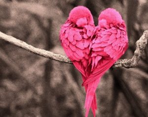 pink-lovebirds-heart